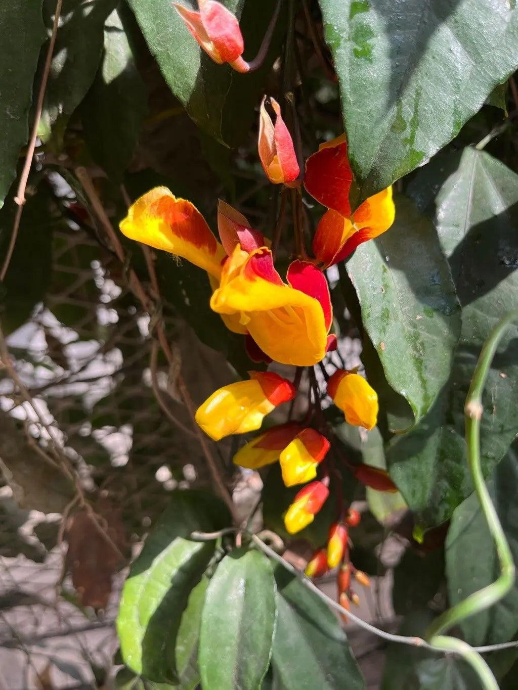 Summer Blooming Thunbergia Coccinea Flowers