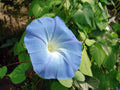 Mixed Liana Flower seeds for Planting Colorful Display, Heirloom & GMO Free Seeds for Home Garden seeds for planting