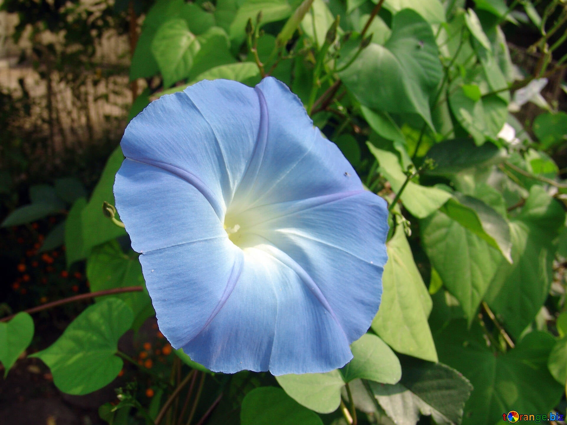 Mixed Liana Flower seeds for Planting Colorful Display, Heirloom & GMO Free Seeds for Home Garden seeds for planting