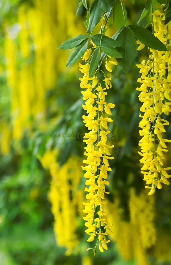 Yellow Laburnum Flower seeds for Planting Vibrant Colors, Heirloom & GMO Free Seeds for Home Garden vegetable and garden seeds