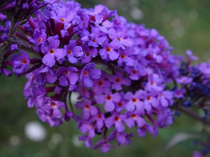 Butterfly-Friendly Buddleja Seeds