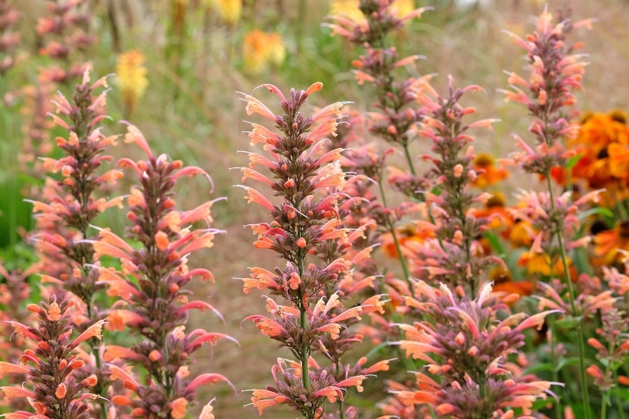 Agastache Flower seeds for Planting Compact Growth Heirloom & GMO Free Seeds for Home Garden