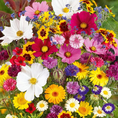 Sprout Flower seeds for Planting - Wildflower Mix, Heirloom & GMO Free Seeds for Home Garden