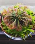 Green Hardy Sundew Flower seeds for Planting Garden Favorite, Heirloom & GMO Free Seeds for Home Garden seeds for planting
