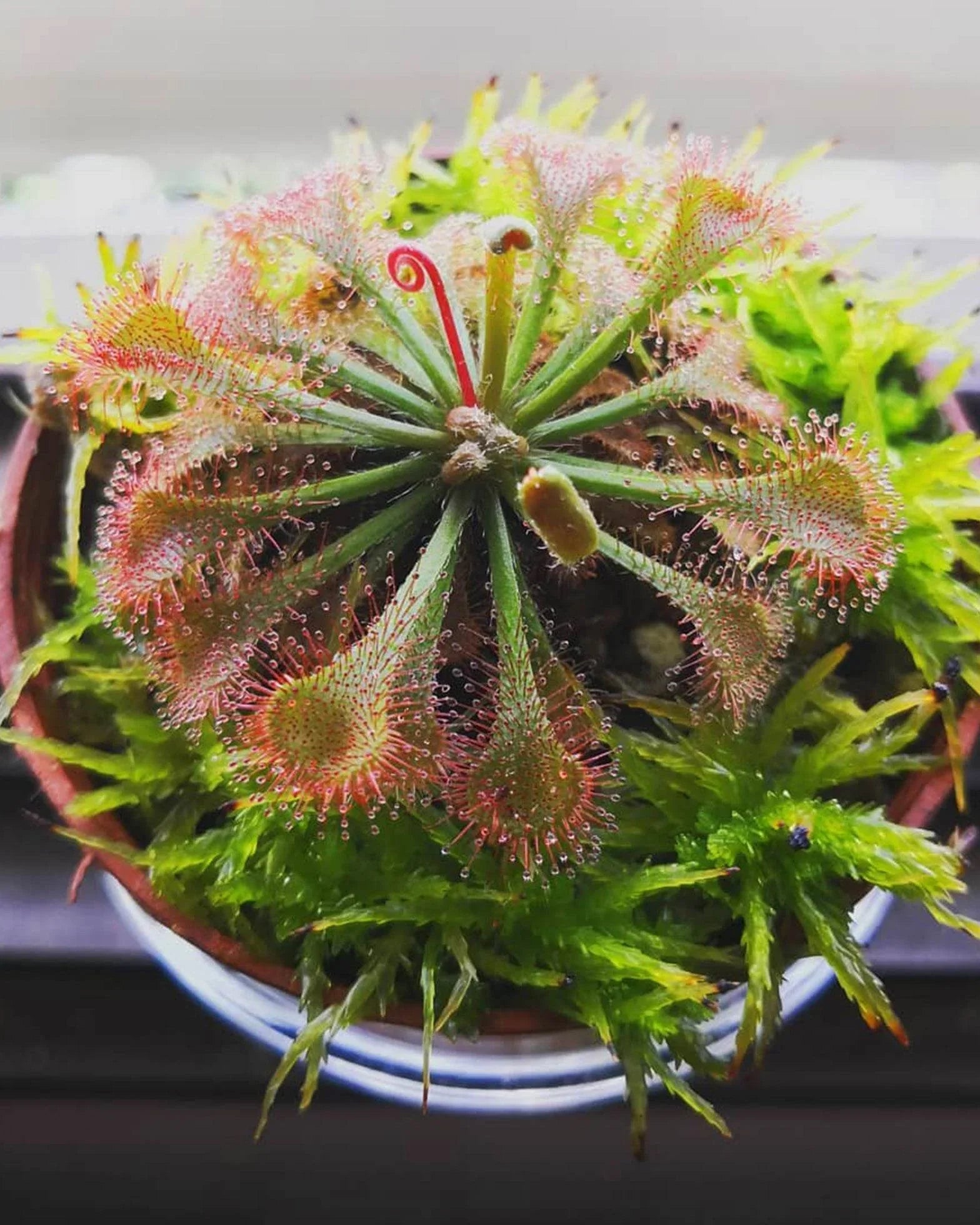 Green Hardy Sundew Flower seeds for Planting Garden Favorite, Heirloom & GMO Free Seeds for Home Garden seeds for planting