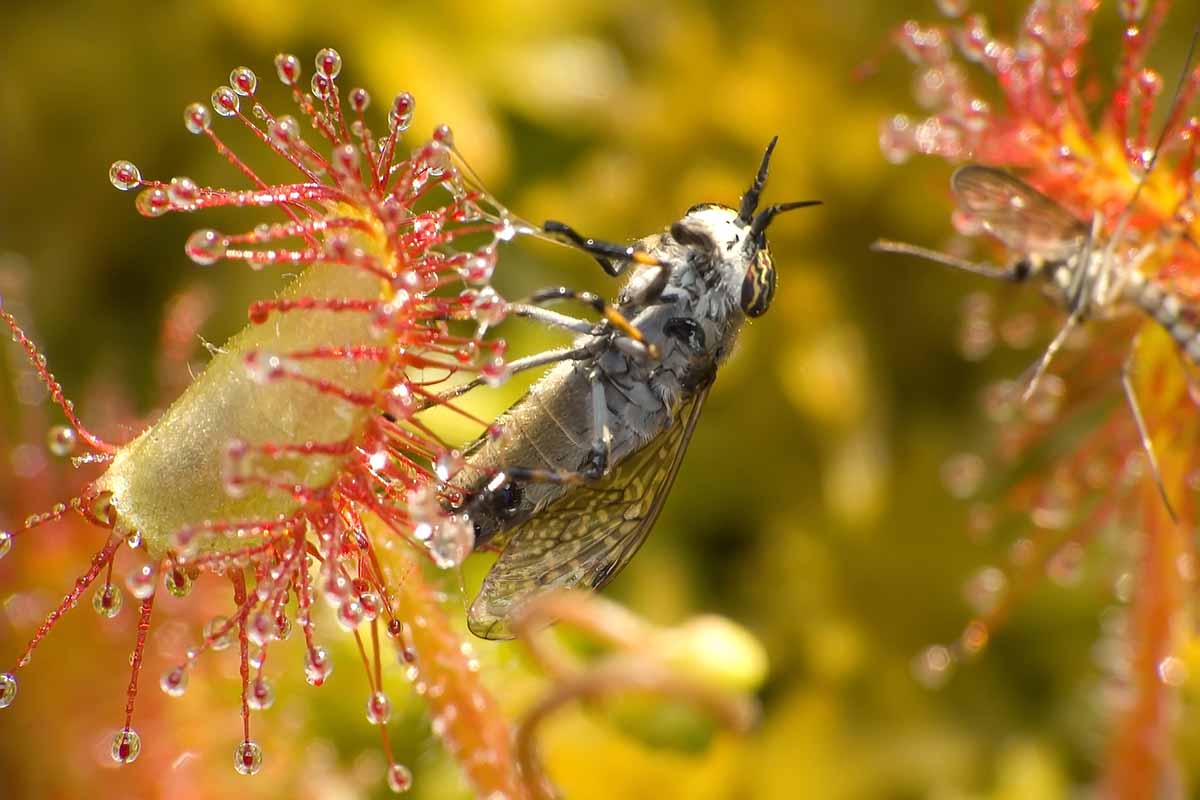 Sundew Plant Seeds Red and Yellow Variety for Planting