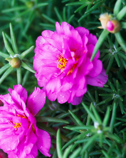 Heirloom Moss Flower seeds for Planting Sun Loving Heirloom & GMO Free Seeds for Home Garden