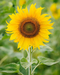 Sunflower Flower seeds for Planting Bright Blooms, Heirloom & GMO Free Seeds for Home Garden seeds for planting