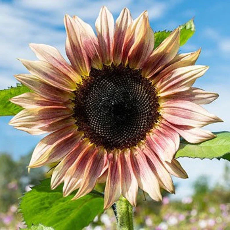 Sunflower Cream Violet Seeds Planting and Growing Guide