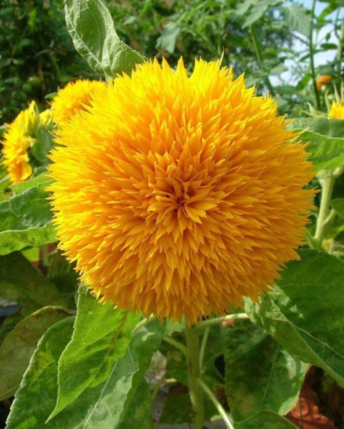 Premium Yellow Teddy Sunflower Flower seeds for Planting Bright Blooms, Heirloom & GMO Free Seeds for Home Garden seeds