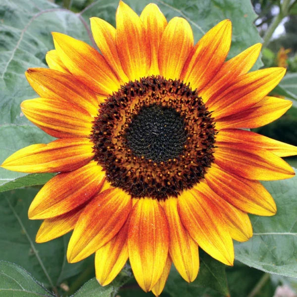 Brown Sunflower Flower seeds for Planting Shade Tolerant, Heirloom & GMO Free Seeds for Home Garden Sale vegetable and garden seeds