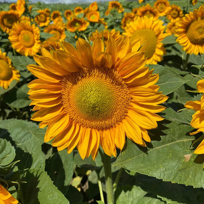 Sunrich Gold SunFlower seeds for Planting Garden Favorite Heirloom & GMO Free Seeds for Home Garden