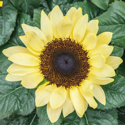 Yellow Sunflower Seeds For Planting - Grow Bright Sunflowers Flower