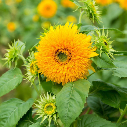 Teddy Bear SunFlower seeds for Planting Cottage Garden Essential Heirloom & GMO Free Seeds for Home Garden