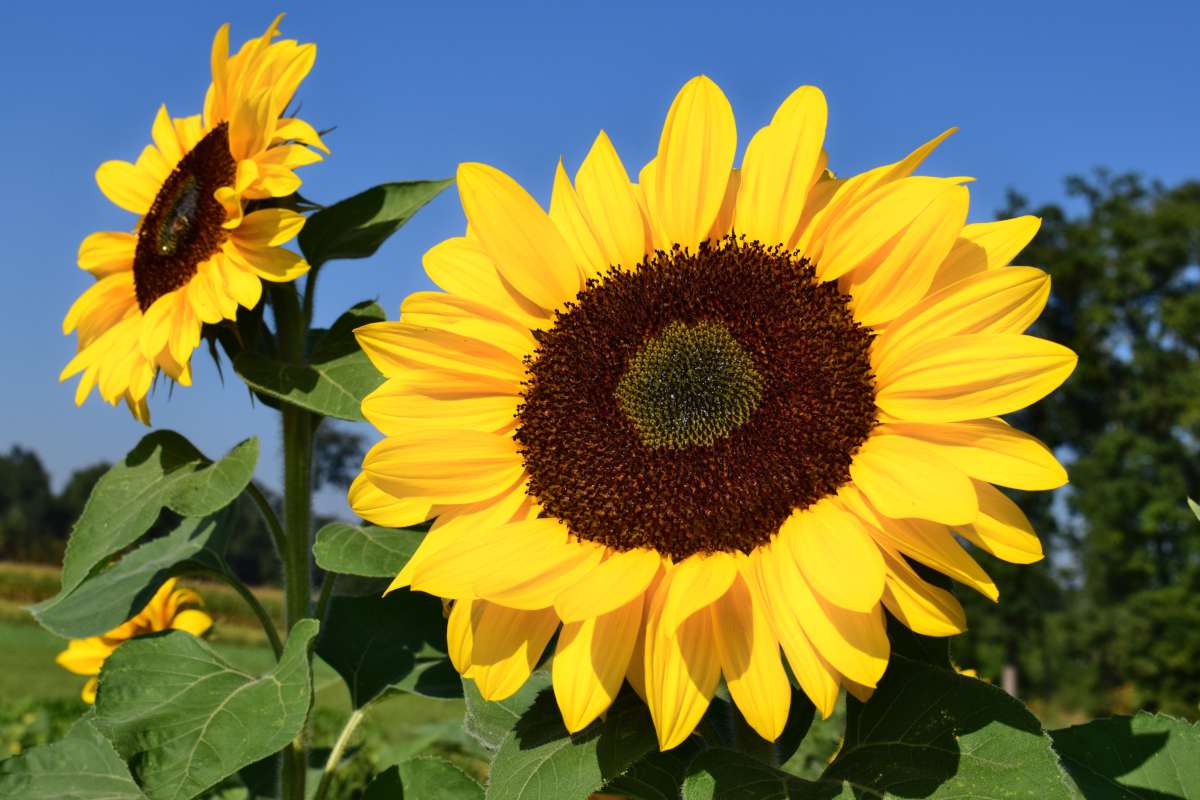 Heirloom Sunflower Flower seeds for Planting Drought Tolerant Heirloom & GMO Free Seeds for Home Garden