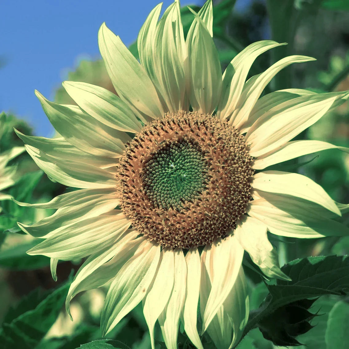 Premium Green SunFlower seeds for Planting Sun Loving, Heirloom & GMO Free Seeds for Home Garden seeds