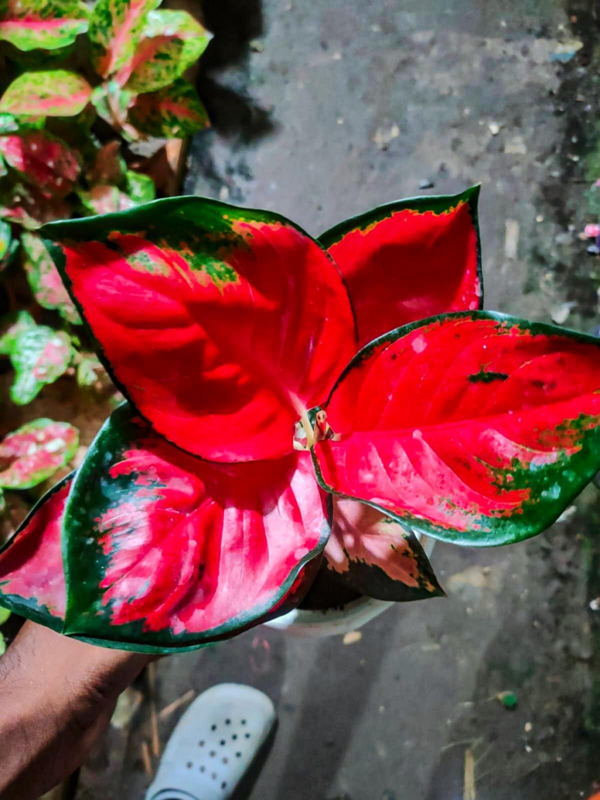 Aglaonema Flower seeds for Planting Wildflower Mix Heirloom & GMO Free Seeds for Home Garden