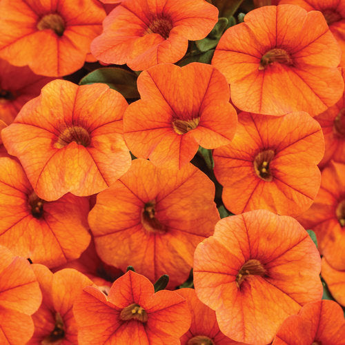 High quality Orange Calibrachoa Flower seeds for Planting Hardy Variety, Heirloom & GMO Free Seeds for Home Garden seeds pack