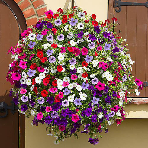 Surfinia Flower seeds for Planting Fragrant Blossoms, Heirloom & GMO Free Seeds for Home Garden vegetable and garden seeds