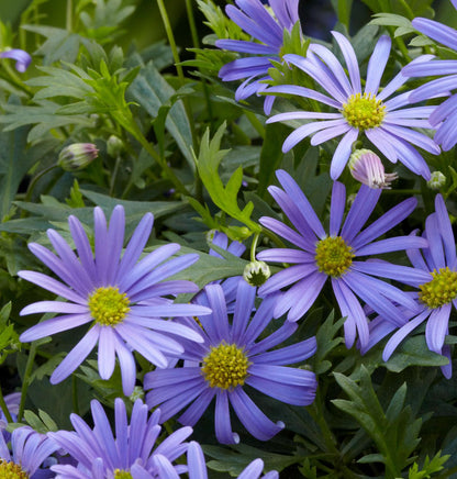 Heirloom Swan River Daisy Flower seeds for Planting Compact Growth Heirloom & GMO Free Seeds for Home Garden