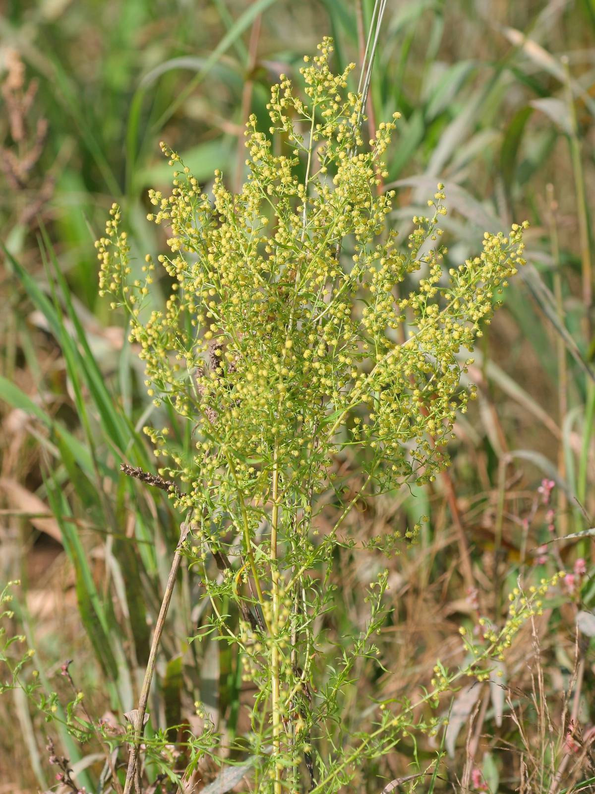 Sweet Annie herb grown from seeds as border and meadow plant