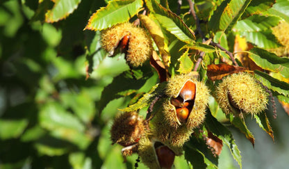 Sweet chestnut tree seeds showing serrated green leaves and nuts