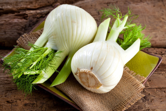 Sweet Florence Fennel Seeds Foeniculum vulgare Azoricum Herb and Vegetable