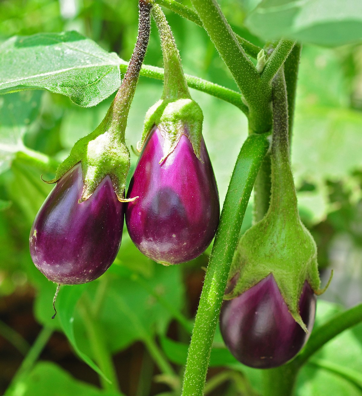 Sweet fruit eggplant seeds for planting in home gardens
