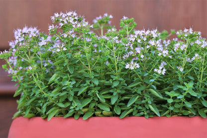 Sweet Marjoram seeds Origanum majorana