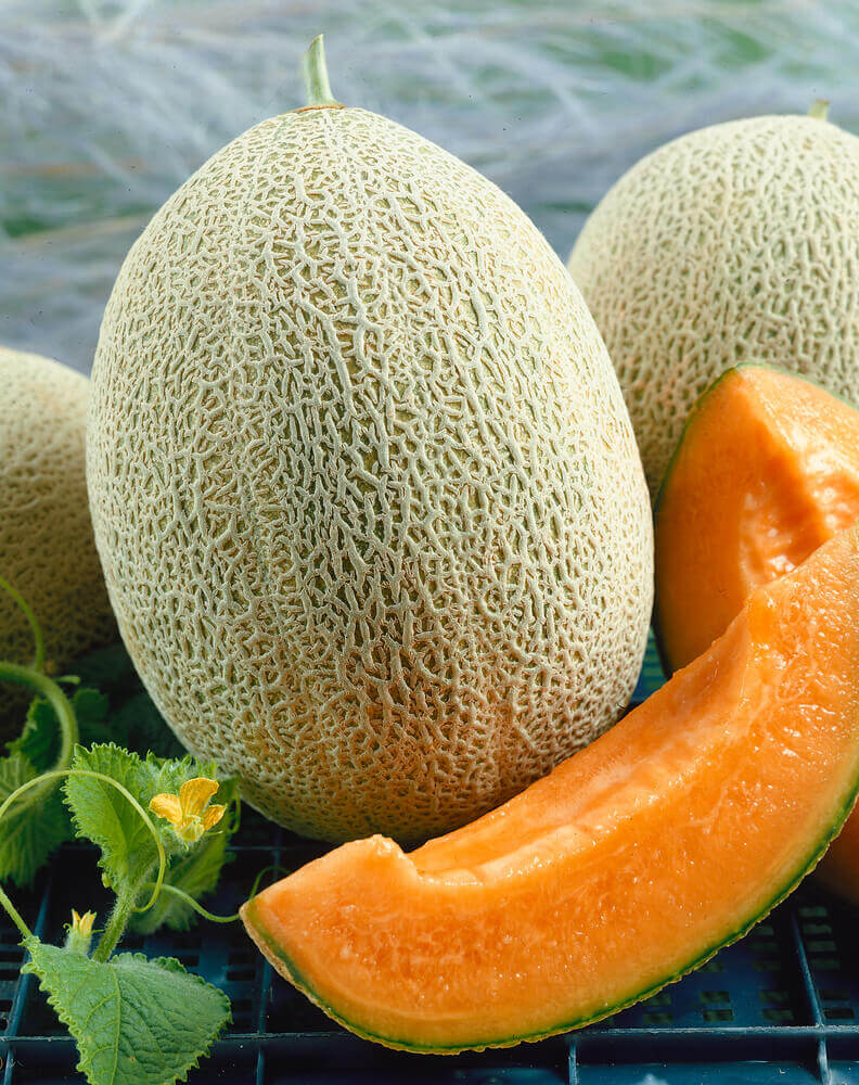Sweet melon seeds mix for home garden planting