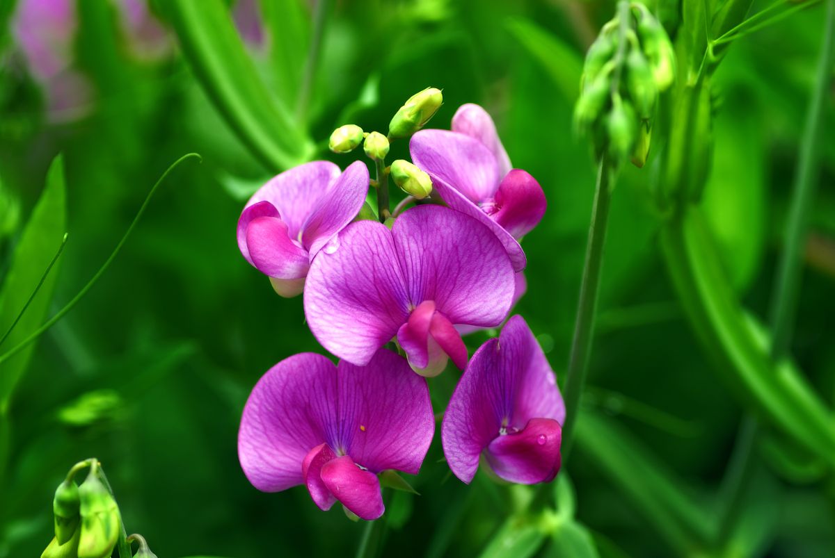 Heirloom Sweet Pea Flower seeds for Planting Cottage Garden Essential Heirloom & GMO Free Seeds for Home Garden
