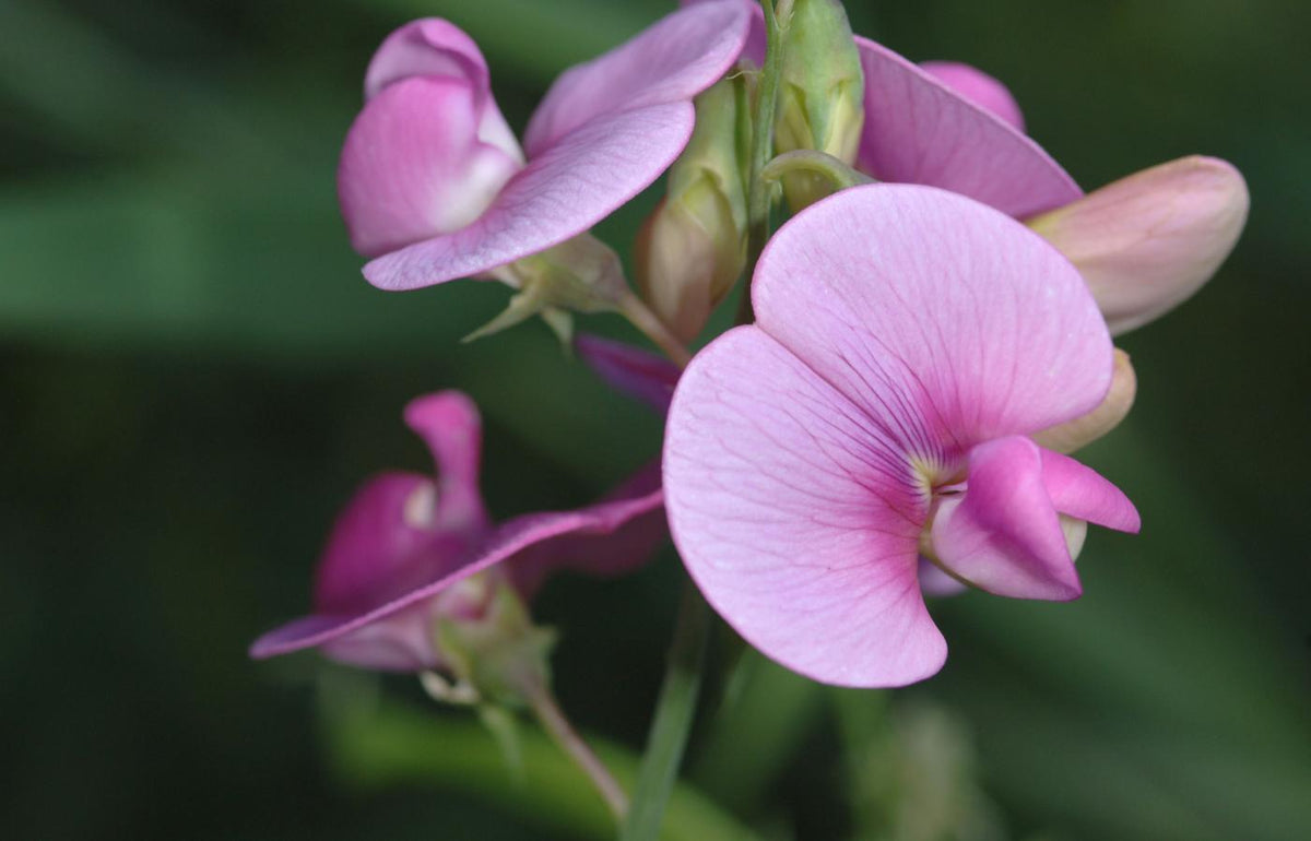 Sweet Pea Flower seeds for Planting Shade Tolerant Heirloom & GMO Free Seeds for Home Garden