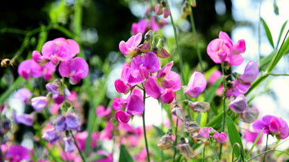 Heirloom Peas Flower seeds for Planting Vibrant Colors Heirloom & GMO Free Seeds for Home Garden
