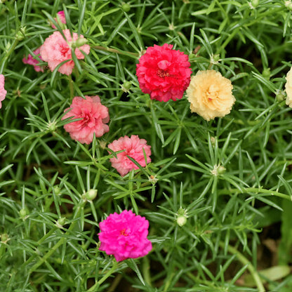 Portulaca Moss Rose Flower seeds for Planting Vibrant Colors Heirloom & GMO Free Seeds for Home Garden