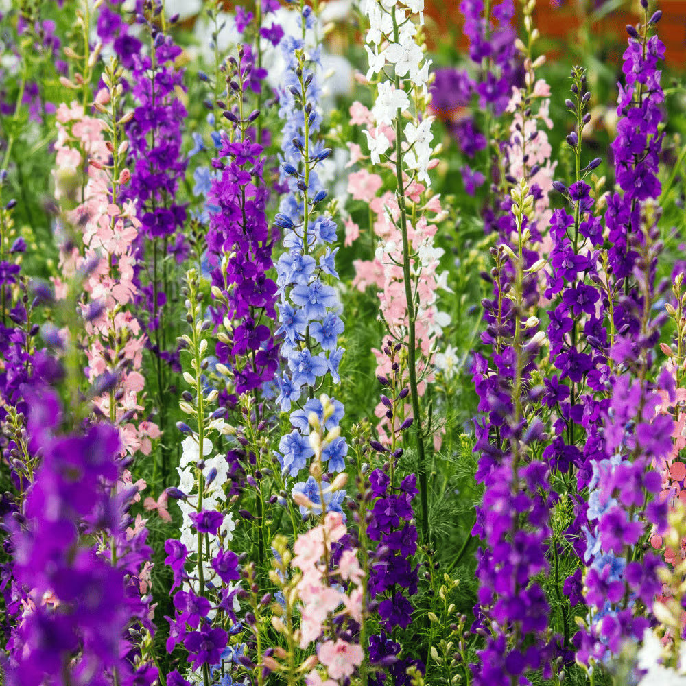 Rocket Larkspur Flower seeds for Planting - Long Bloom Season, Heirloom & GMO Free Seeds for Home Garden