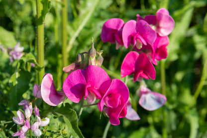 Heirloom Peas Flower seeds for Planting Vibrant Colors Heirloom & GMO Free Seeds for Home Garden