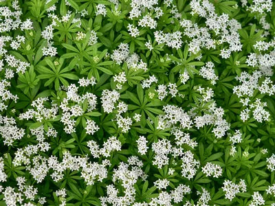 Galium Flower seeds for Planting Sun Loving, Heirloom & GMO Free Seeds for Home Garden vegetable and garden seeds