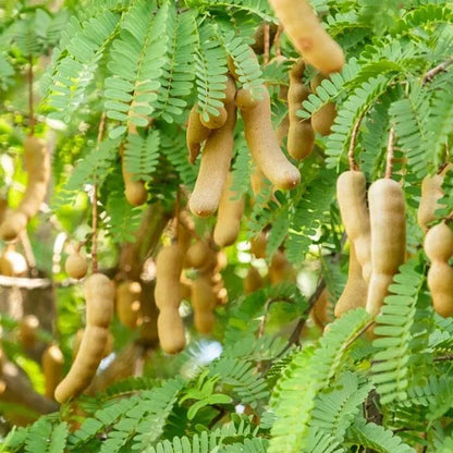 Tamarind Fruit Tree (Tamarindus indica) Bean Pod Legume Seeds