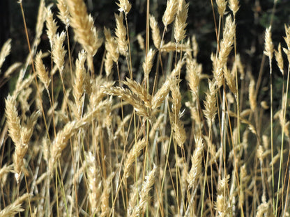 Sweet Vernal Grass Seeds Anthoxanthum odoratum Fragrant Vanilla Ornamental