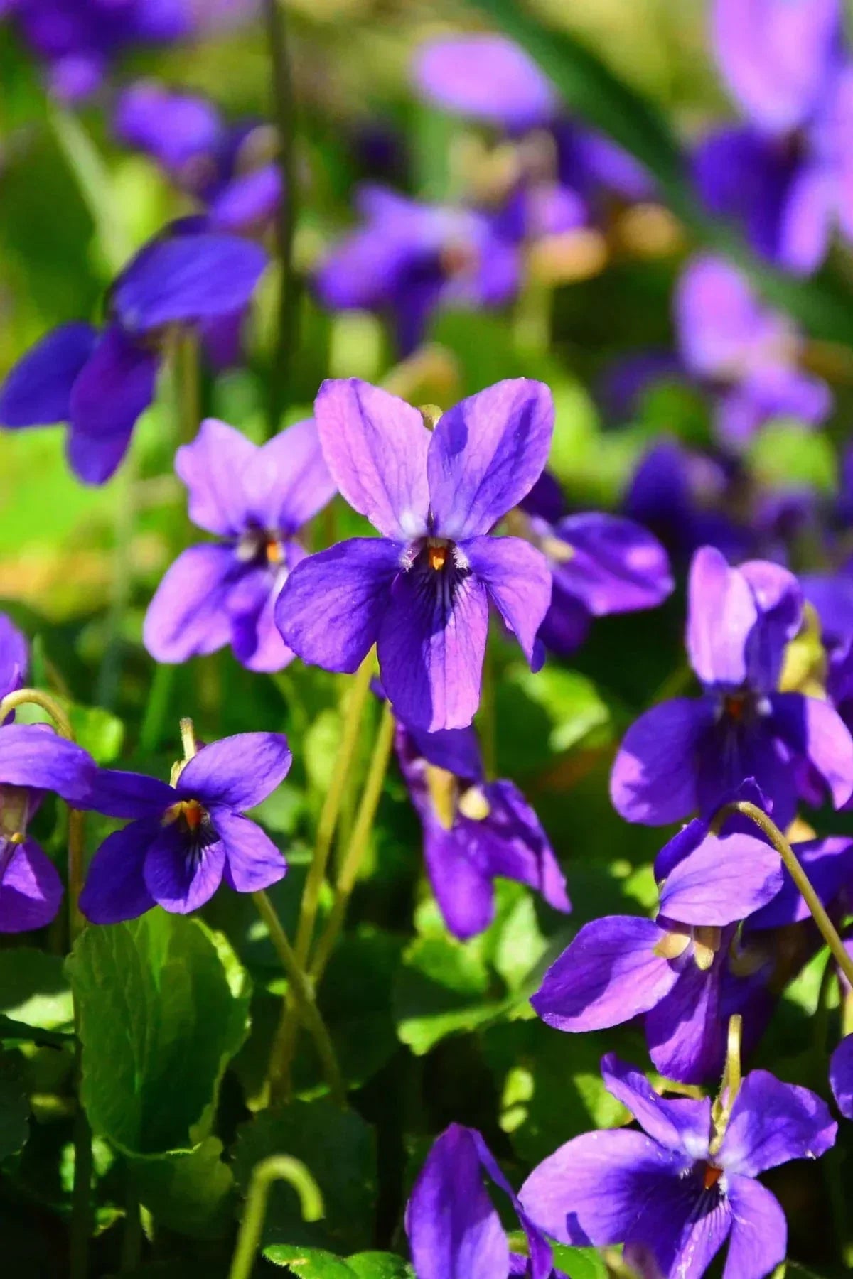 African Violet Flower seeds for Planting Low Maintenance Heirloom & GMO Free Seeds for Home Garden