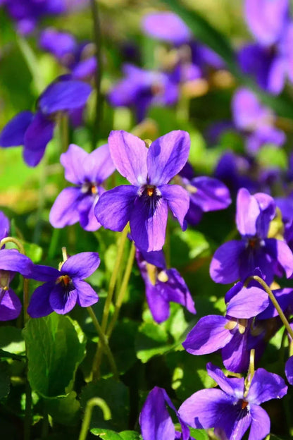African Violet Flower seeds for Planting Low Maintenance Heirloom & GMO Free Seeds for Home Garden