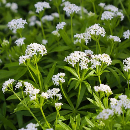 Pink Woodruff Flower seeds for Planting Compact Growth Heirloom & GMO Free Seeds for Home Garden