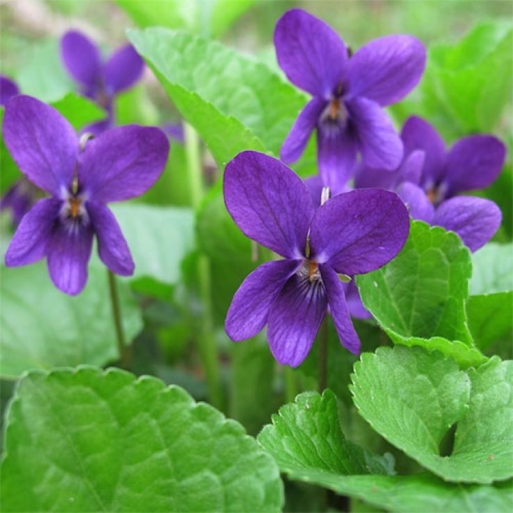 Violet English Flower seeds for Planting Cottage Garden Essential Heirloom & GMO Free Seeds for Home Garden
