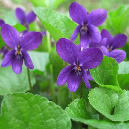 Violet English Flower seeds for Planting Cottage Garden Essential Heirloom & GMO Free Seeds for Home Garden