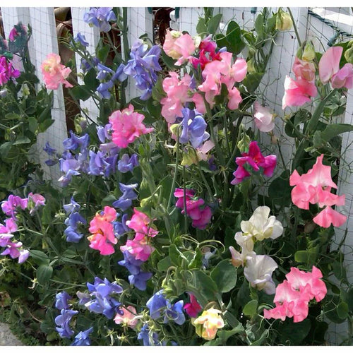 Premium Bijou Flower seeds for Planting Garden Favorite, Heirloom & GMO Free Seeds for Home Garden seeds