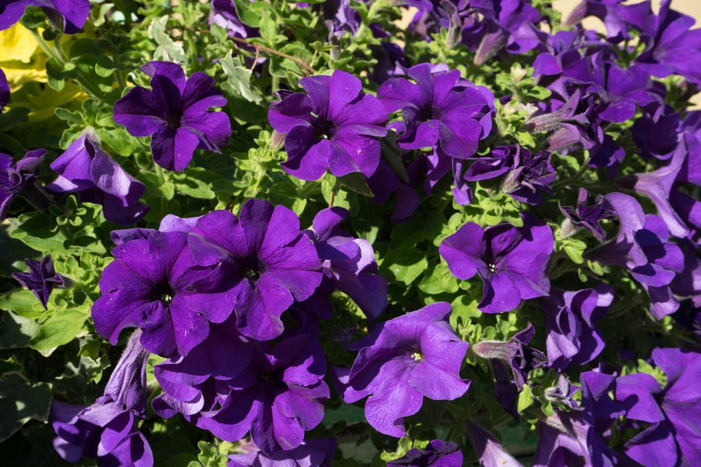 Premium Purple Trailing Petunia Flower seeds for Planting Seasonal Bloomer, Heirloom & GMO Free Seeds for Home Garden seeds
