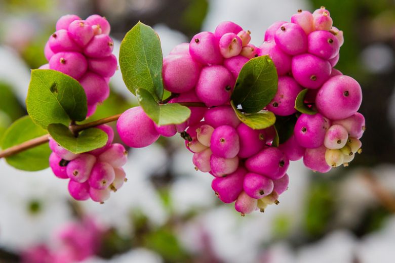 Coralberry Flower seeds for Planting Sun Loving Heirloom & GMO Free Seeds for Home Garden