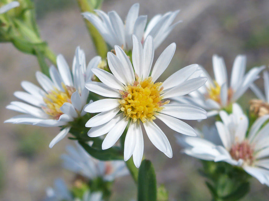 White Prairie Aster Flower seeds for Planting Cut Flower Favorite, Heirloom & GMO Free Seeds for Home Garden vegetable and garden seeds