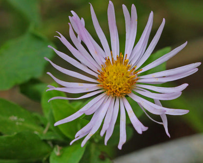 Climbing Aster Flower seeds for Planting Sun Loving Heirloom & GMO Free Seeds for Home Garden