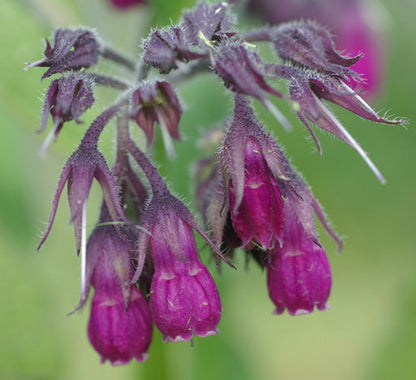 Symphytum officinale grown from seeds in moist garden border